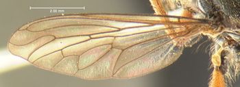 Media type: image;   Entomology 12844 Aspect: wing